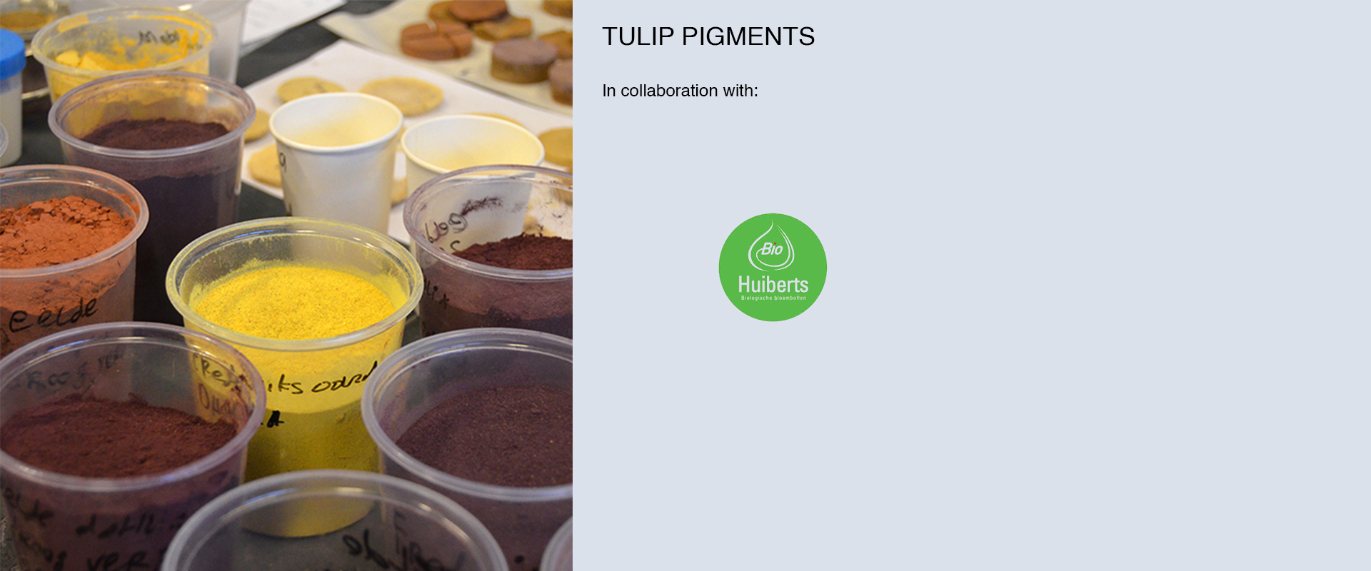 Tulip pigments