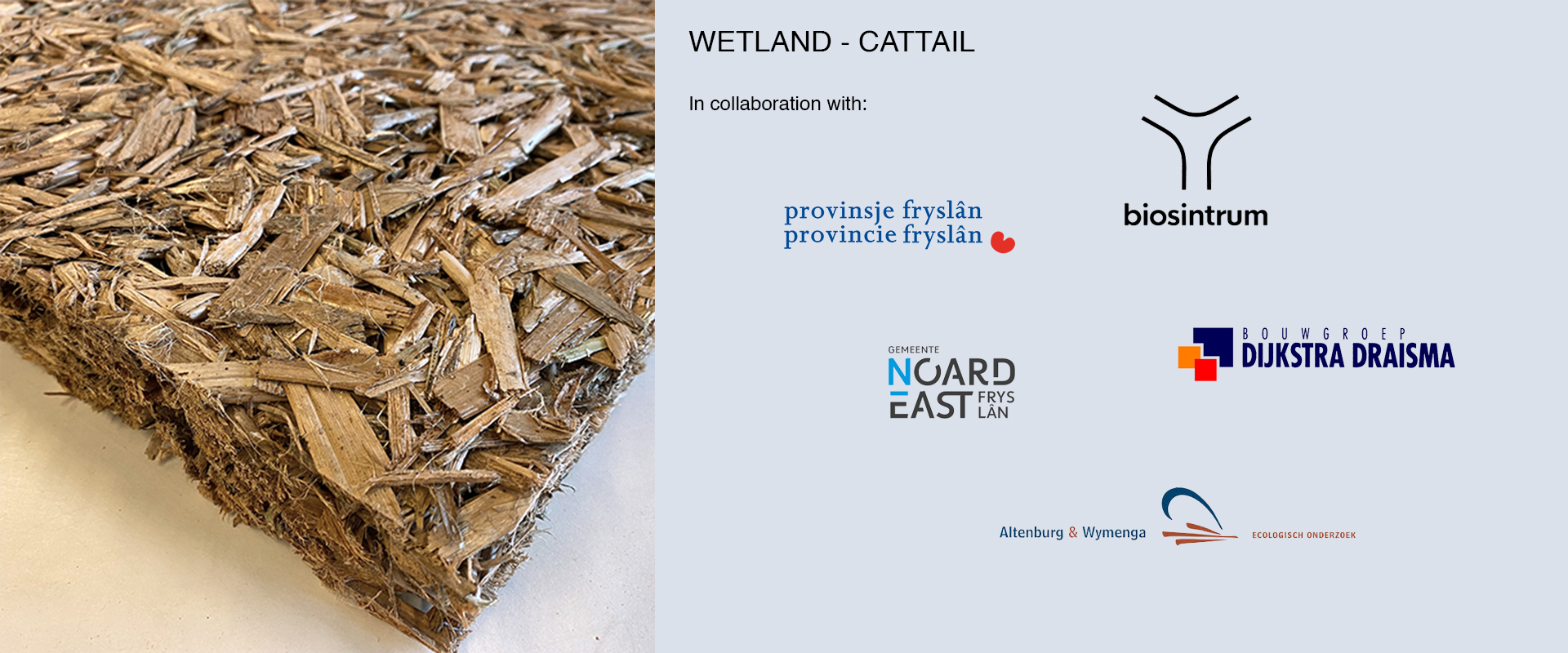 Wetland - cattail